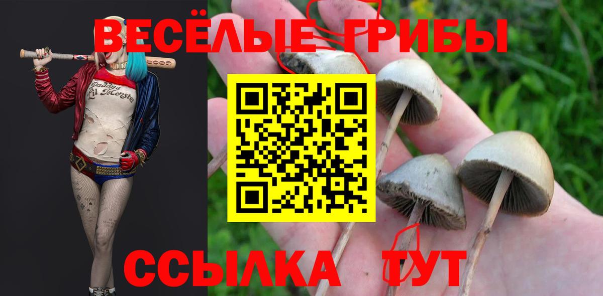 где купить наркоту  Вход с VPN  Похвистнево  Псилоцибиновые грибы Psilocybine cubensis 
